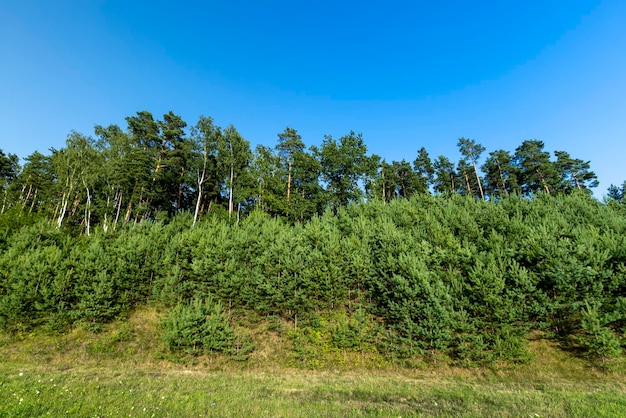 Bomen in het bos in de zomer