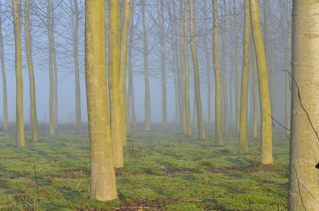 Foto bomen in het bos met afnemend perspectief