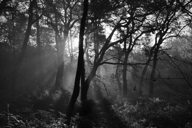 Foto bomen in het bos met zonnestralen in de herfst