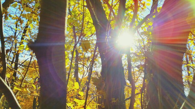 Foto bomen in het bos op een zonnige dag