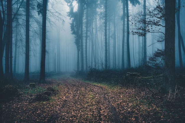 Bomen in het bos tegen de lucht