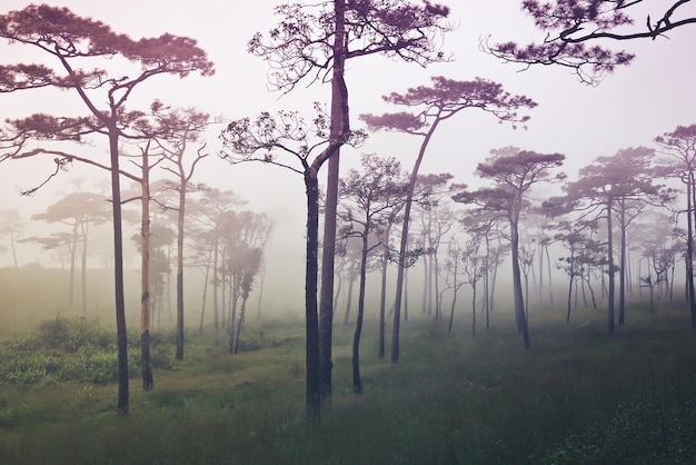 Bomen in het bos tegen de lucht
