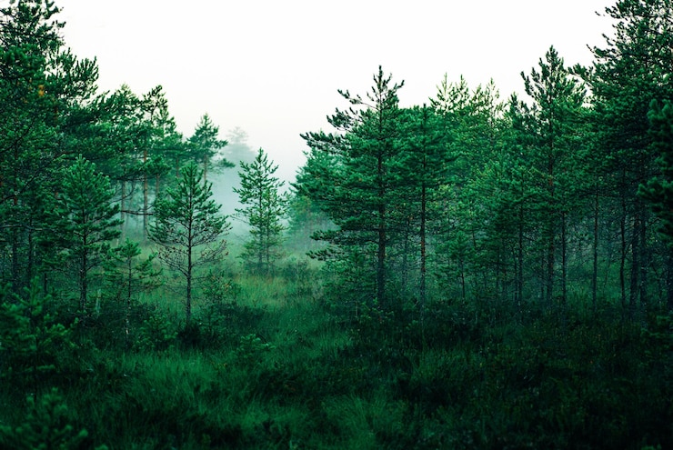 Foto bomen in het bos tegen de lucht