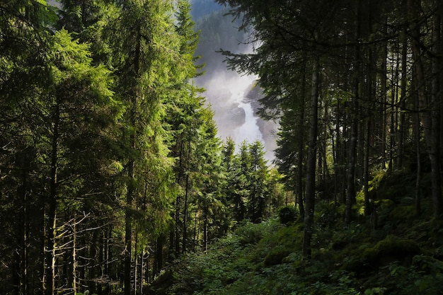 Bomen in het bos tegen de lucht