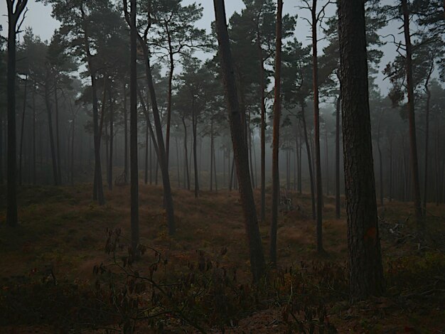 Foto bomen in het bos tegen de lucht