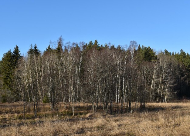 Bomen in het bos tegen een heldere blauwe lucht