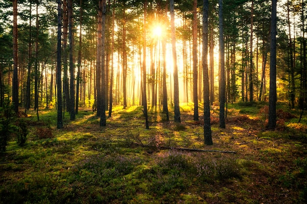 Bomen in het bos tijdens zonsondergang