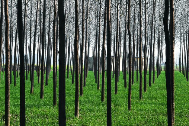 Foto bomen in het bos