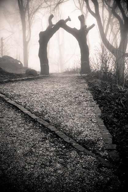 Foto bomen in het bos.