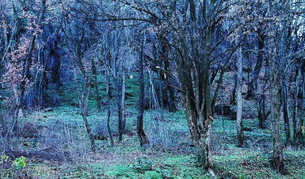 Foto bomen in het bos