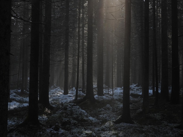 Foto bomen in het bos