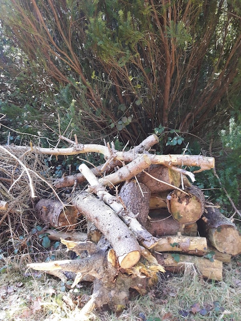 Foto bomen in het bos