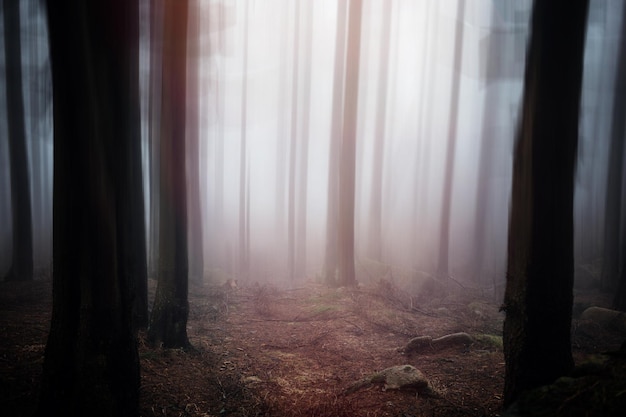 Foto bomen in het bos