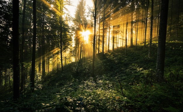 Bomen in het bos