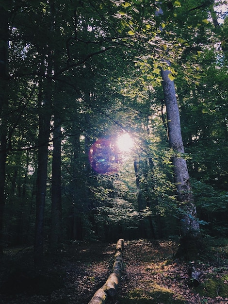 Bomen in het bos