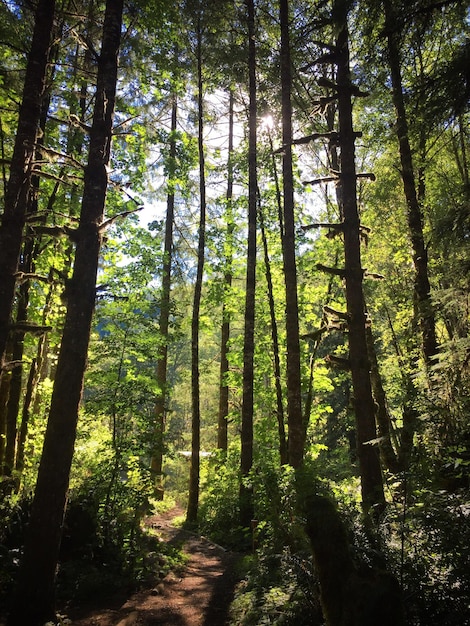 Bomen in het bos