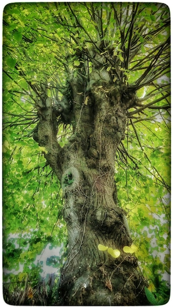 Foto bomen in het bos