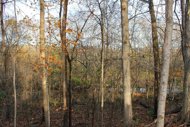 Foto bomen in het bos