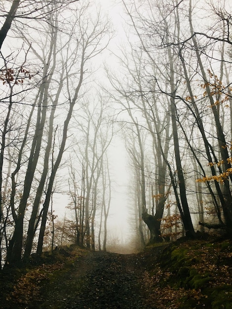 Bomen in het bos