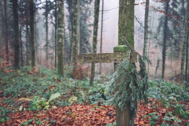 Bomen in het bos