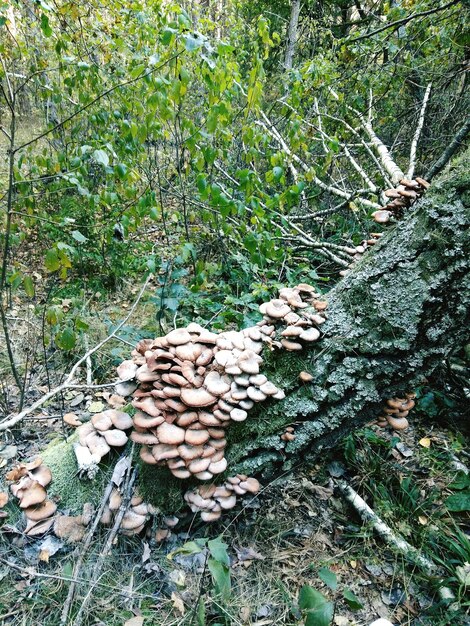 Foto bomen in het bos