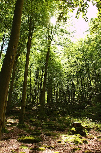 Foto bomen in het bos