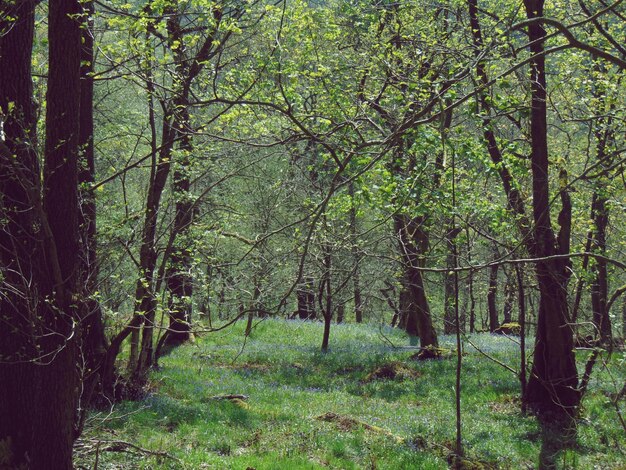 Foto bomen in het bos