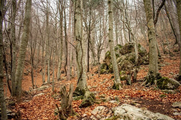 Foto bomen in het bos