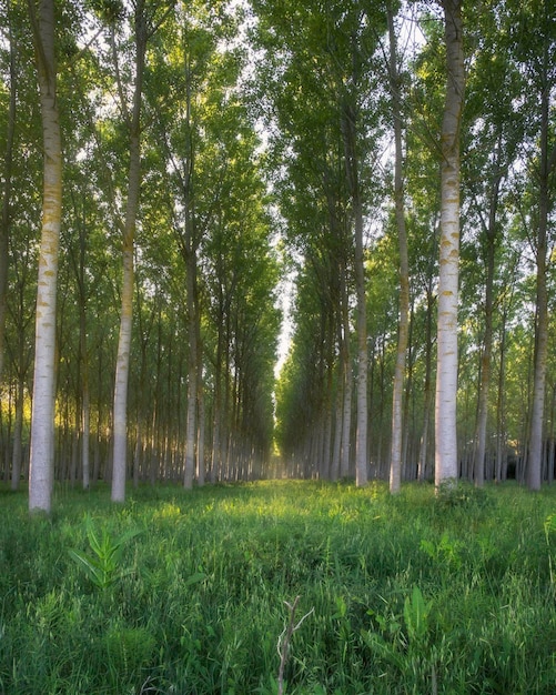 Foto bomen in het bos