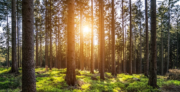 Bomen in het bos