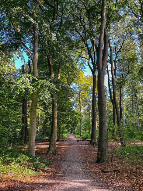 Foto bomen in het bos