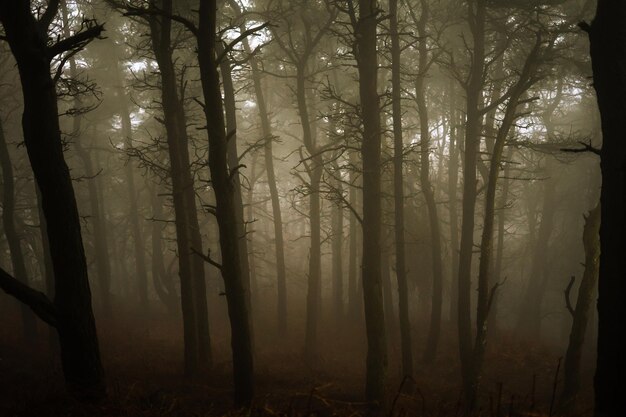 Foto bomen in het bos