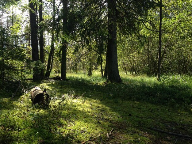 Bomen in het bos