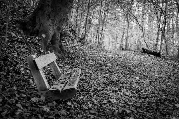 Foto bomen in het bos