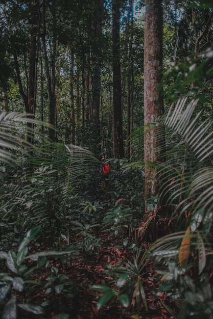 Foto bomen in het bos