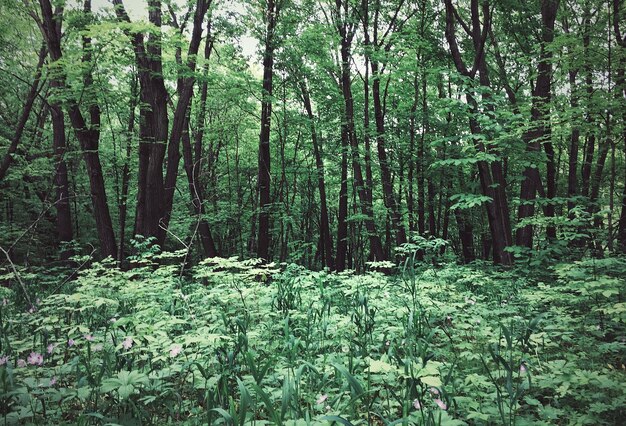 Foto bomen in het bos