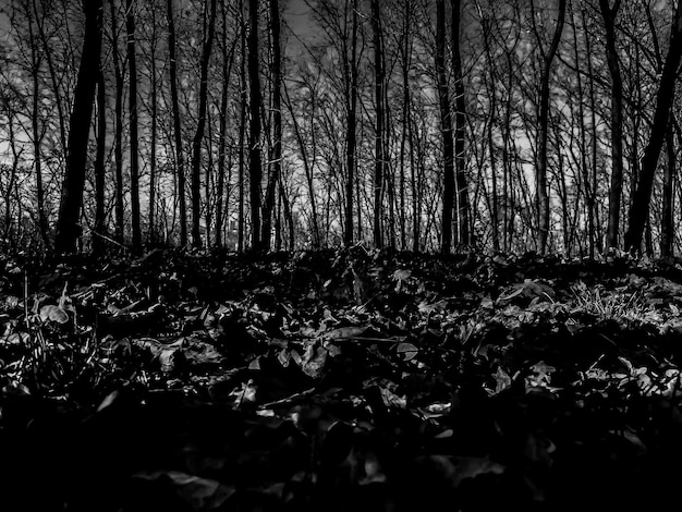 Foto bomen in het bos