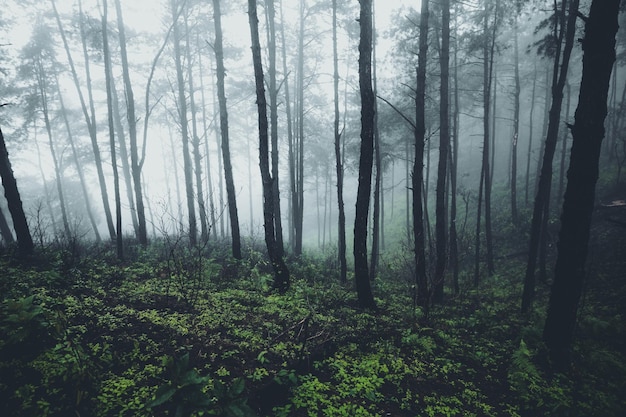 Bomen in het bos