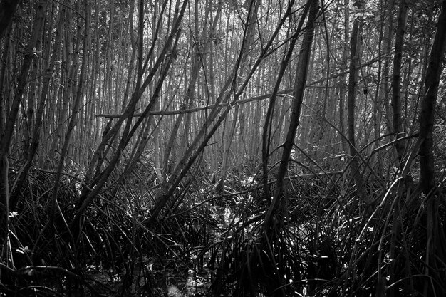 Foto bomen in het bos