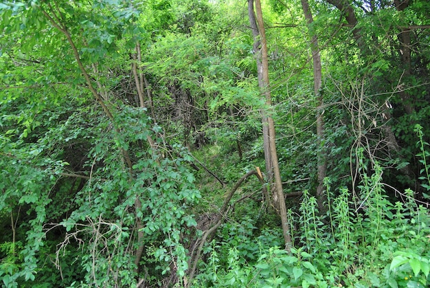 Bomen in het bos