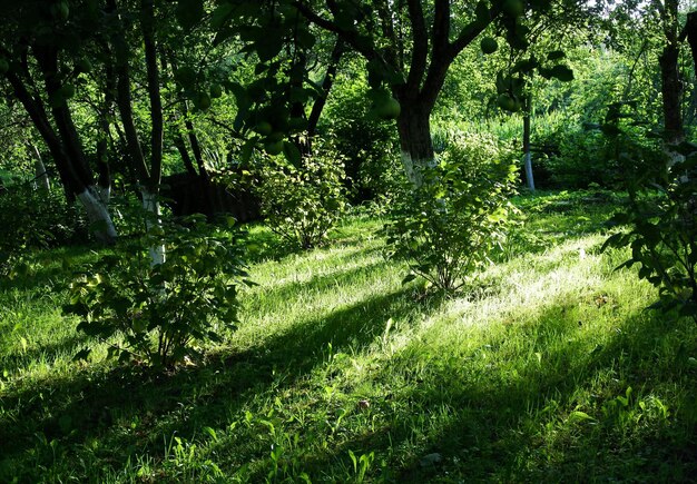 Foto bomen in het bos