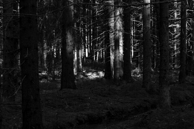 Bomen in het bos