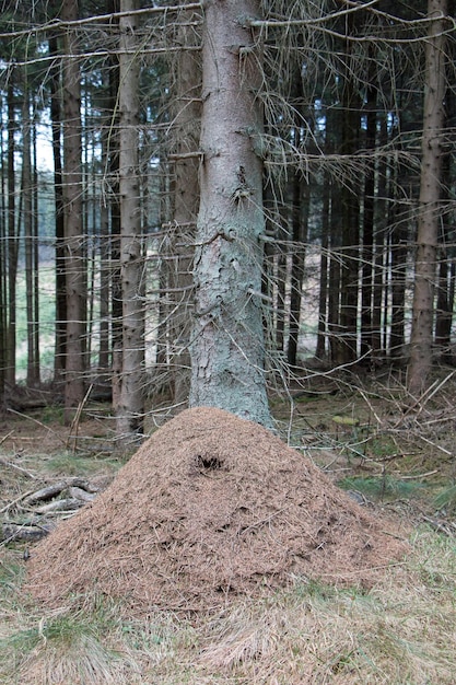 Foto bomen in het bos