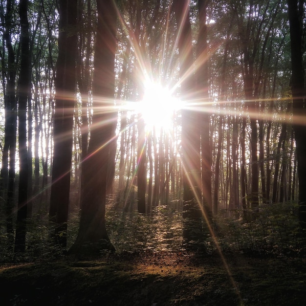 Foto bomen in het bos