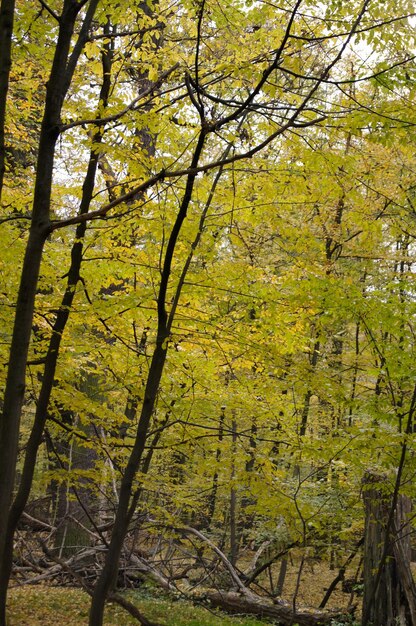 Bomen in het bos