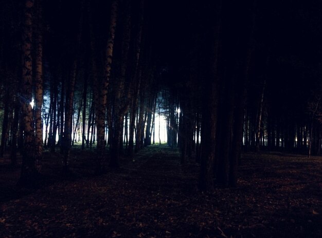 Foto bomen in het bos