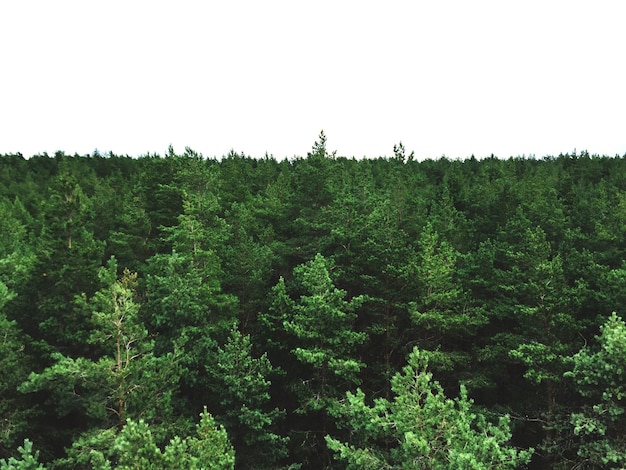 Bomen in het bos