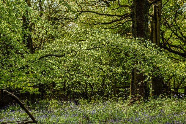 Foto bomen in het bos