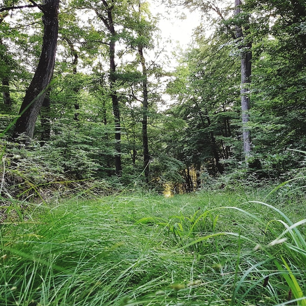 Foto bomen in het bos