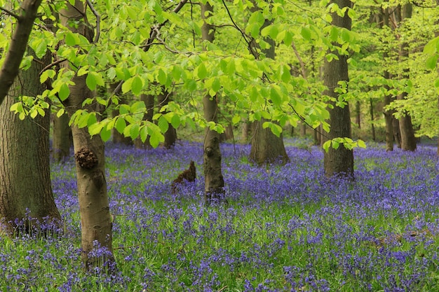 Bomen in het bos